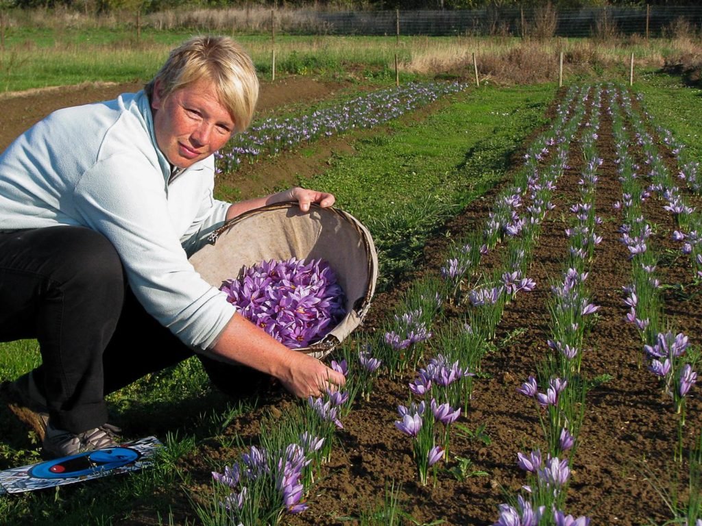 jardin potager